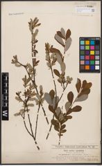 Foto von Salix aurita L. x Salix purpurea L.